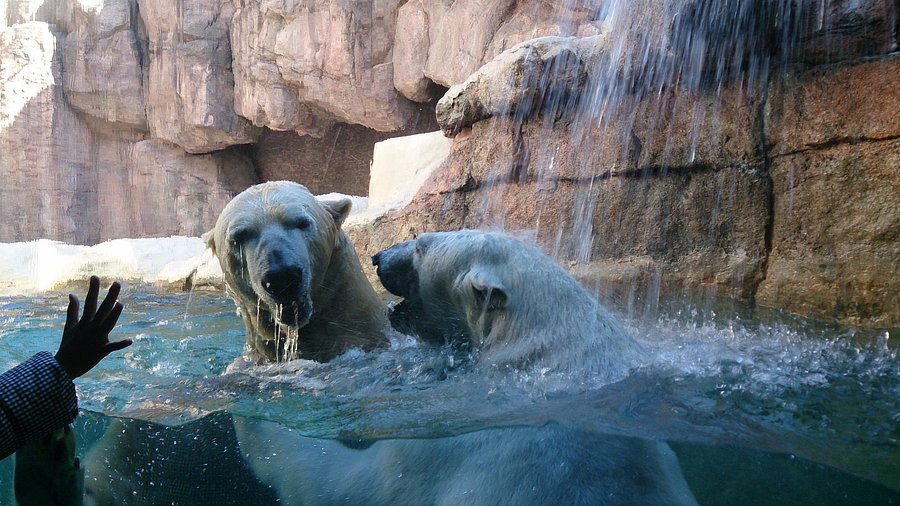 🦁 시즈오카 시립 니혼다이라 동물원 (니혼다이라 도부쓰엔) 이미지 5